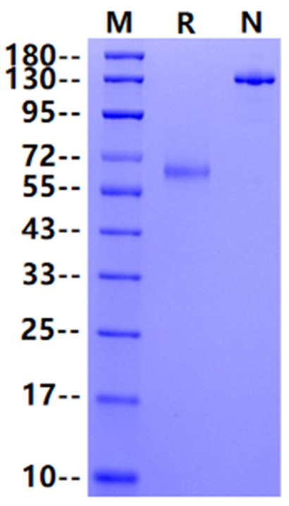 LILRB4/CD85k/ILT3 Fc Chimera Protein, Human