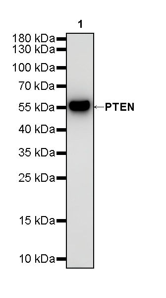 PTEN Recombinant Rabbit mAb (SDT-R074)