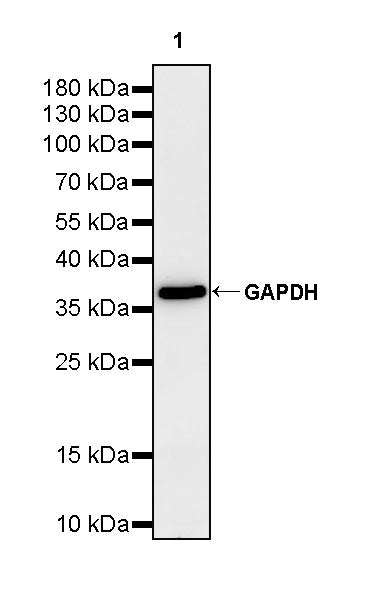 GAPDH Recombinant Rabbit mAb (HRP Conjugate) (S-240-147)