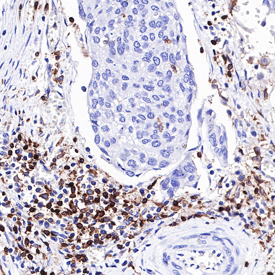 CD4 Recombinant Rabbit mAb,PBS Only (SDT-R163)