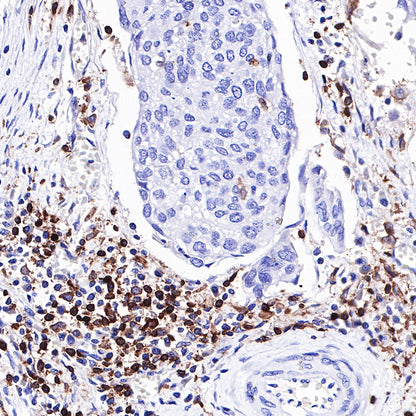 CD4 Recombinant Rabbit mAb,PBS Only (SDT-R163)