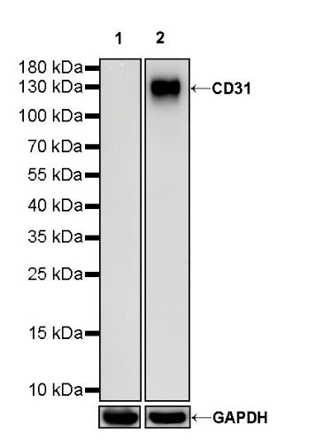CD31 Mouse mAb (S-934-6)