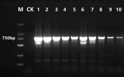Taq DNA Polymerase