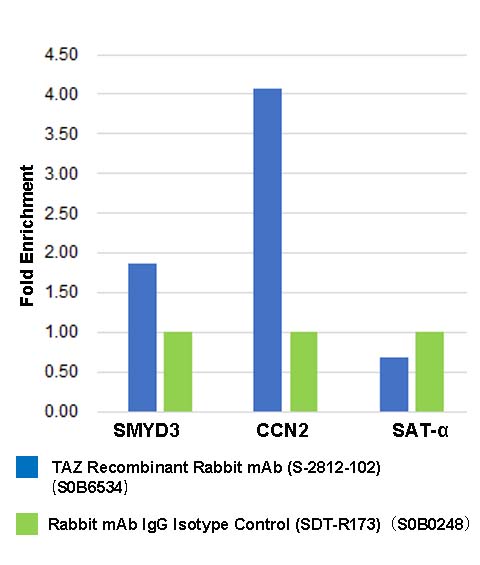 TAZ Recombinant Rabbit mAb (S-2812-102)
