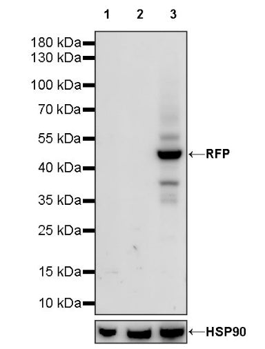 RFP Recombinant Rabbit mAb (S-1006-109)
