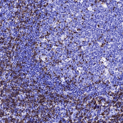 CD3 epsilon Mouse mAb (SDT-570-36)