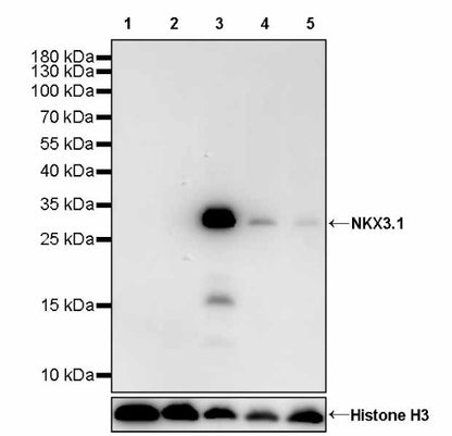 NKX3.1 Recombinant Rabbit mAb (S-2778-63)