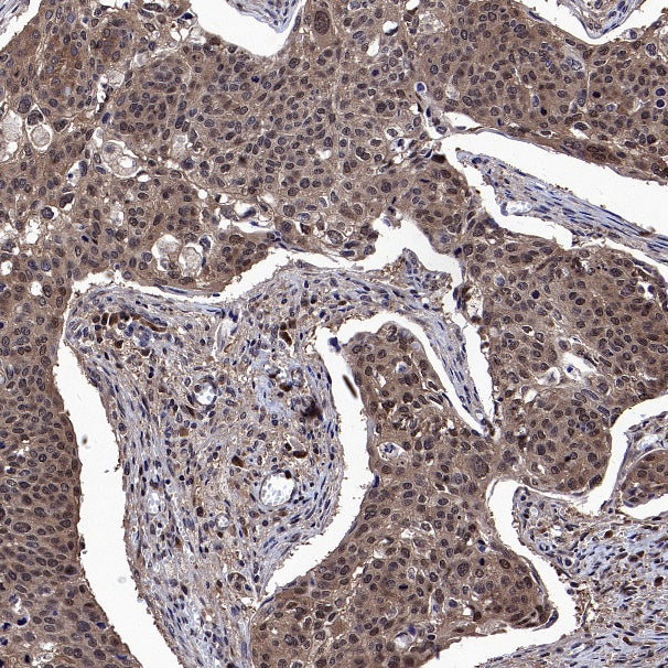 IRF3 Recombinant Rabbit mAb (S-4395)