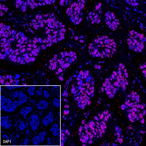 Histone H3 Recombinant Rabbit mAb (PE Conjugate) (S-266-44)