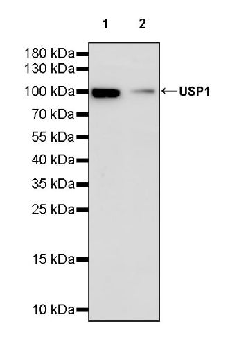 USP1 Recombinant Rabbit mAb (S-2813-10)