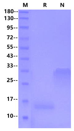 PDGF-BB Protein, Mouse
