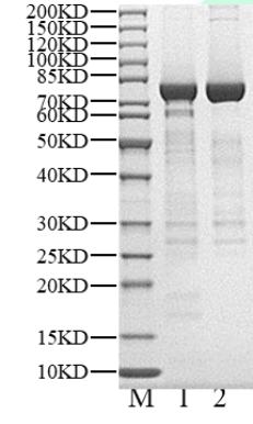 VRK3 His&GST Tag Protein, Human