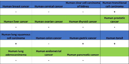 p40 Recombinant Rabbit mAb (SDT-166-116)