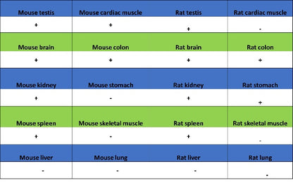 CDK1 Recombinant Rabbit mAb (S-1374-66)