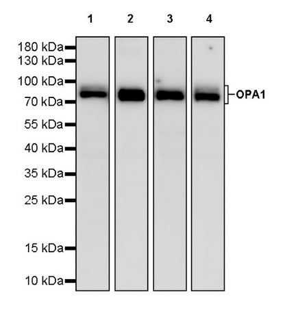 OPA1 Recombinant Rabbit mAb (S-2189-65)