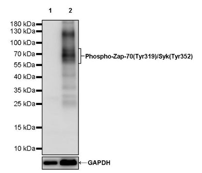 Phospho- Zap-70 (Tyr319)/Syk (Tyr352) Recombinant Rabbit mAb (S-1252-12)