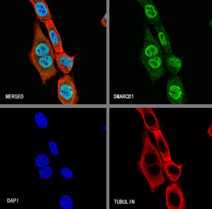 SMARCD1 Rabbit Polyclonal Antibody