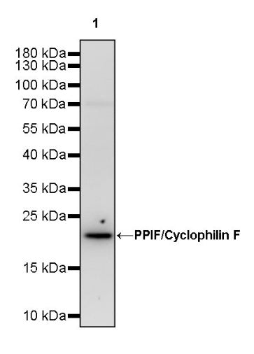 PPIF/Cyclophilin F Recombinant Rabbit mAb (S-2043-61)