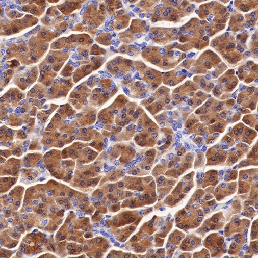 Spink1 Recombinant Rabbit mAb (S-R249)
