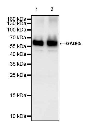 GAD65 Rabbit Polyclonal Antibody