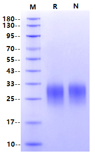 ICOS/CD278(C136S, C137S) His Tag Protein, Human