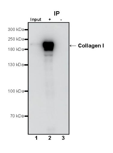 Collagen I Recombinant Rabbit mAb (S-1473-5)