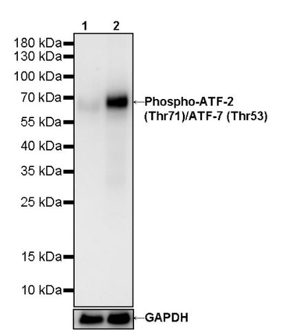 Phospho-ATF-2 (Thr71)/ATF-7 (Thr53) Recombinant Rabbit mAb (S-3535)
