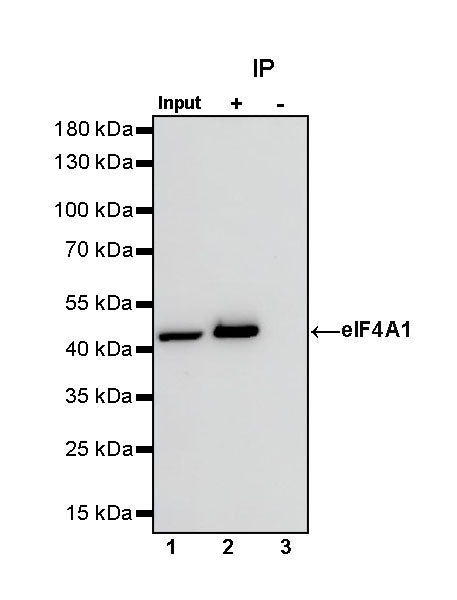 elF4A1 Rabbit Polyclonal Antibody