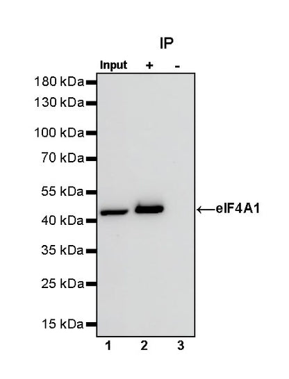 elF4A1 Rabbit Polyclonal Antibody