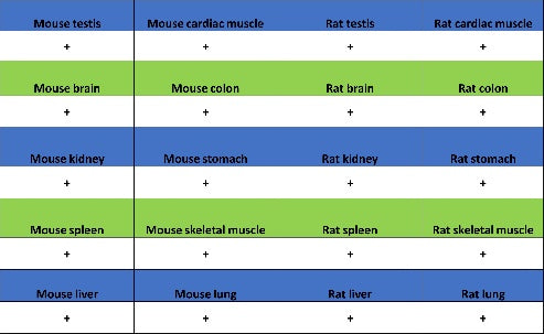 Park7/DJ-1 Recombinant Rabbit mAb (S-980-144)