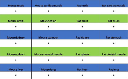 Park7/DJ-1 Recombinant Rabbit mAb (S-980-144)