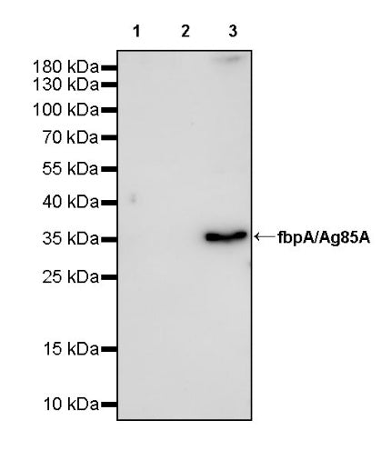 fbpA/Ag85A Recombinant Rabbit mAb (S-3736-20)