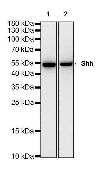 Shh Recombinant Rabbit mAb
