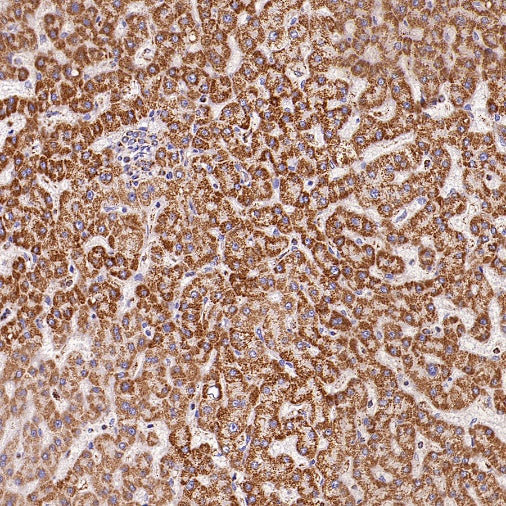 UQCRC2 Recombinant Rabbit mAb (S-2374-127)