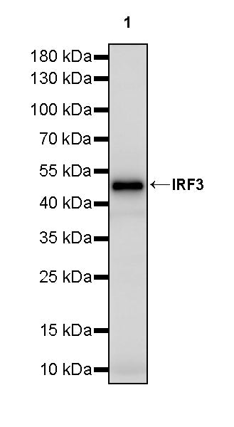 IRF3 Rabbit Polyclonal Antibody