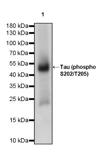 Tau (phospho S202+T205) Recombinant Mouse mAb (AT8)