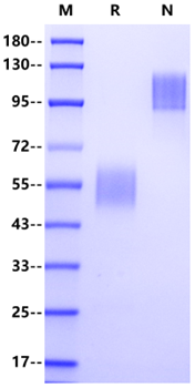 LAIR1/CD305 mFc Chimera Protein, Mouse