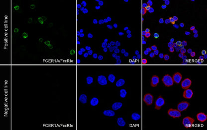 FCER1A/FcεRIα Recombinant Rabbit mAb (S-1697-174)