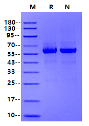 SKP2 GST Tag Protein, Human