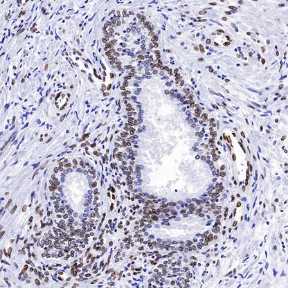 Lamin A Recombinant Rabbit mAb (S-1503-44)