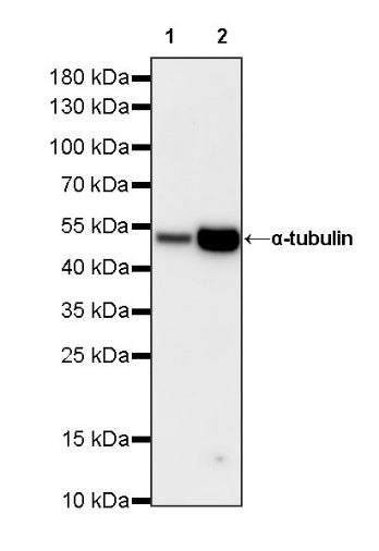 α-tubulin Rabbit Polyclonal Antibody