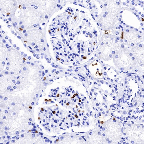CD235a/Glycophorin A Recombinant Rabbit mAb (SDT-R279)