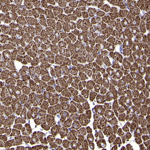 MTCO1 Recombinant Rabbit mAb (S-2205-28)