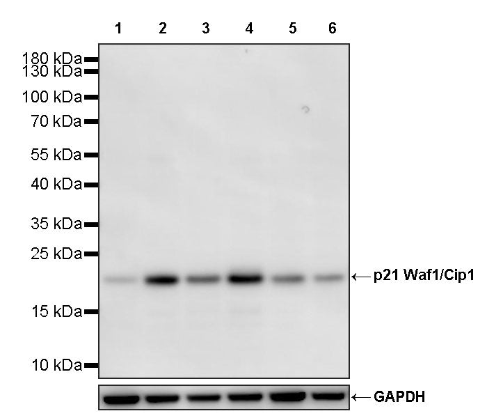 p21 Waf1/Cip1 Recombinant Rabbit mAb (S-3909-60)