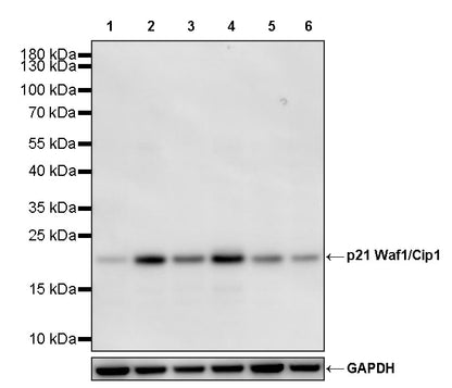 p21 Waf1/Cip1 Recombinant Rabbit mAb (S-3909-60)