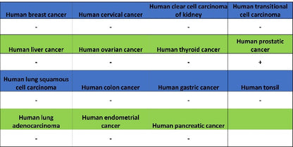 NKX3.1 Recombinant Rabbit mAb (S-2778-63)