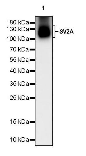 SV2A Recombinant Rabbit mAb (S-2096-2)