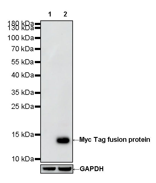 Myc tag Recombinant Mouse mAb (S-5300)