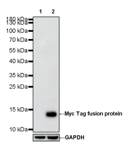 Myc tag Recombinant Mouse mAb (S-5300)