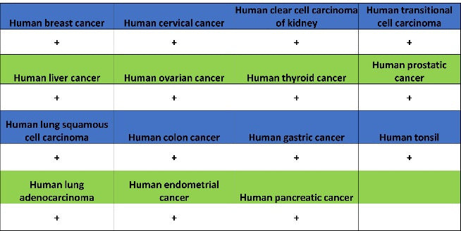VDAC1 Recombinant Rabbit mAb (S-1877-18)